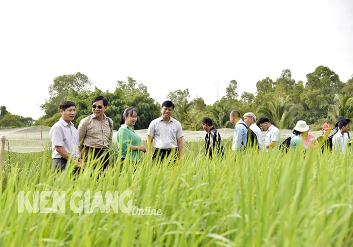 Trẻ hóa 800 giống lúa mùa tại Kiên Giang